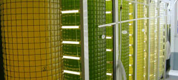 Microalgae now in the mainstream, says BioMar