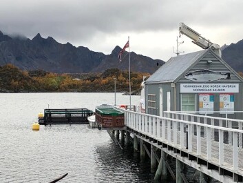 The model Havfarm in place at the Aquavisning visitor centre. Click on image to enlarge. Photo: Nordlaks. The model Havfarm in place at the Aquavisning visitor centre. Click on image to enlarge. Photo: Nordlaks.