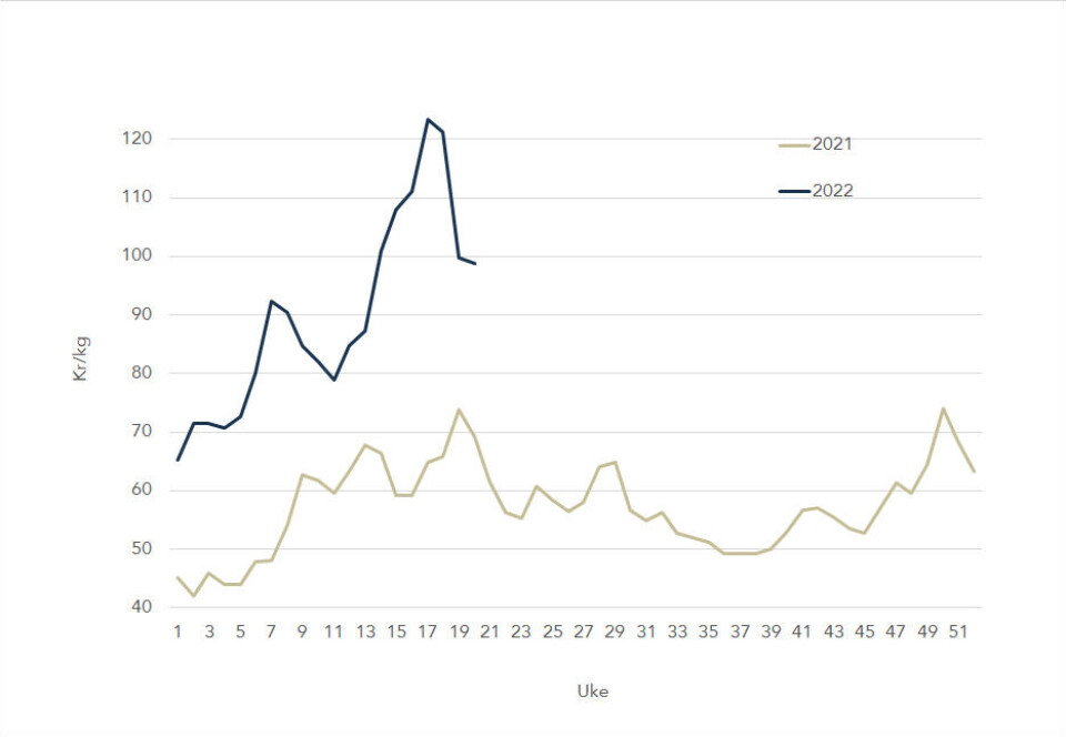 The spot price for Norwegian salmon in 2022 (blue) against 2021 (gey). Data source: Akvafakta.