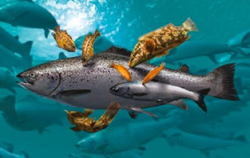 Monitoring programme for lumpfish and ballan wrasse
