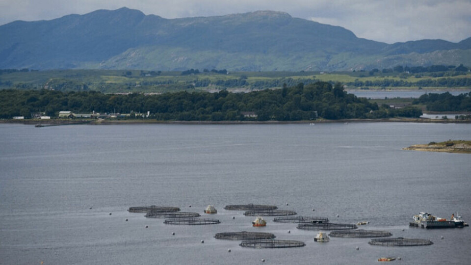More Scottish salmon farms were rated 'excellent' or 'good' by SEPA in 2018. Photo: SSPO.