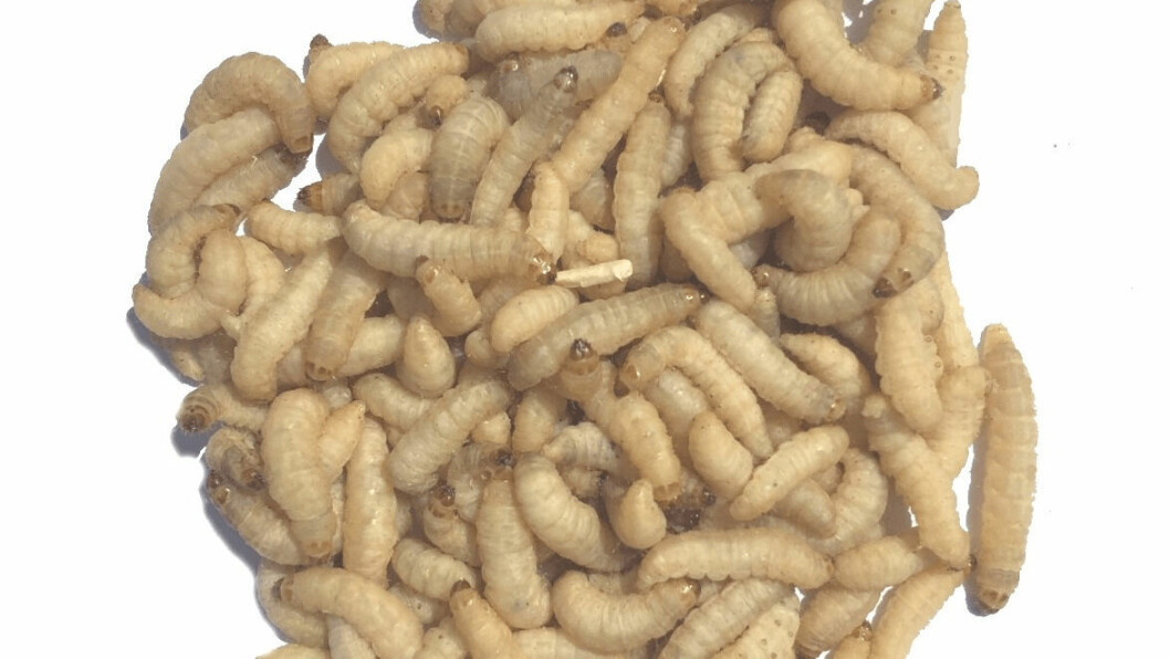 The larvae of the greater wax moth is suitable for use in research into a pathogen that causes a deadly illness in warm water fish such as tilapia, researchers at Stirling's Institute of Aquaculture have concluded. Photo: Livefood UK.