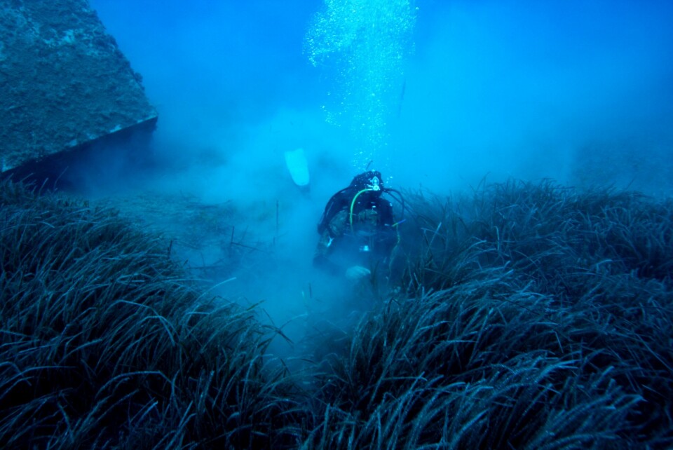 A diver assesses beds of Posidonia oceanica off the coast of Cyprus.