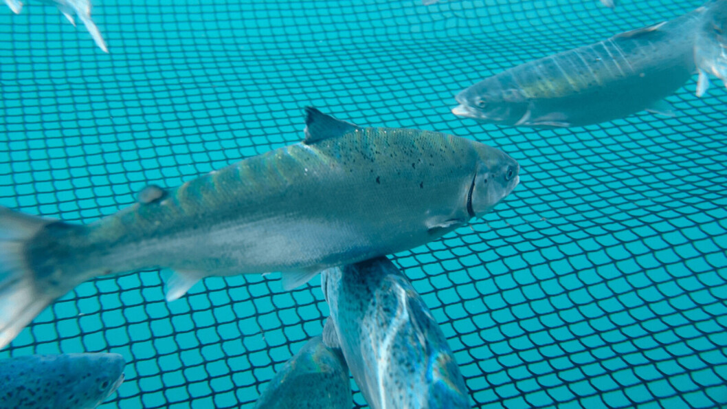Fish in a Mowi pen. Mowi Scotland will produce 25-30 million ova from 2024/25. Photo: Mowi. Fish in a Mowi pen. Mowi Scotland will produce 25-30 million ova from 2024/25. Photo: Mowi.