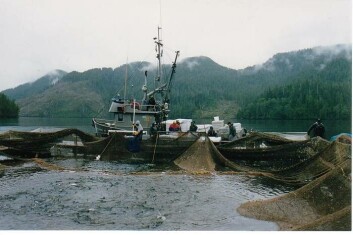 Harvesting from wooden cages in the early days at Klemtu. Photo: Mowi. Harvesting from wooden cages in the early days at Klemtu. Photo: Mowi.