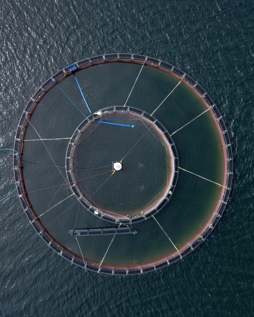 A Tubenet cage seen from above. Only the centre section, where the salmon surface to refill their swim bladders, requires bird netting. In the outer ring the salmon are kept 14 metres below the surface. Click on image to enlarge. Photo: Arthur Campbell / AKVA group.