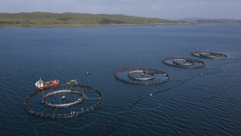 Tubenet cages in place at Port na Cro. The cages were stocked in May. Photo: Arthur Campbell / AKVA group.