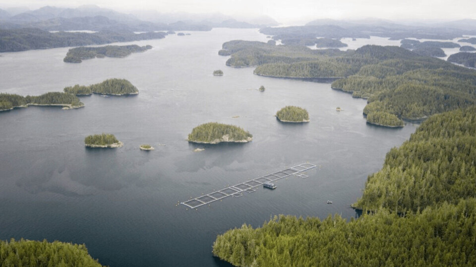 Salmon farms in the Broughton Archipelago have been phased out but sea lice numbers went up last year.