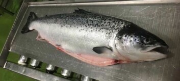 Mowi highlights superior quality of salmon at farm in activist video