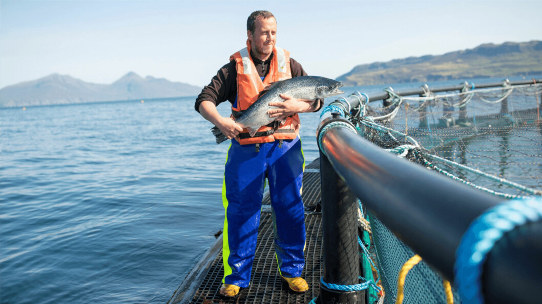 A Mowi salmon farm off Muck, Scotland. The company has topped a sustainability index for the second year running. Photo: Mowi.