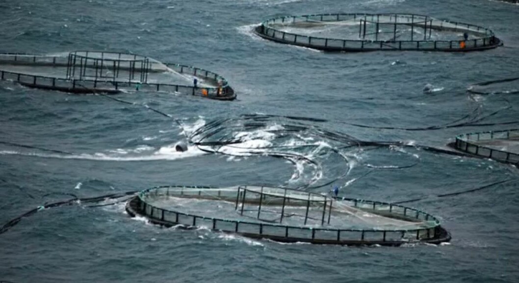 Mowi's Hellisay site offers exceptional water quality but pens have to be strong. Photo: Michael Macintyre / YouTube. Mowi's Hellisay site offers exceptional water quality but pens have to be strong. Photo: Michael Macintyre / YouTube.