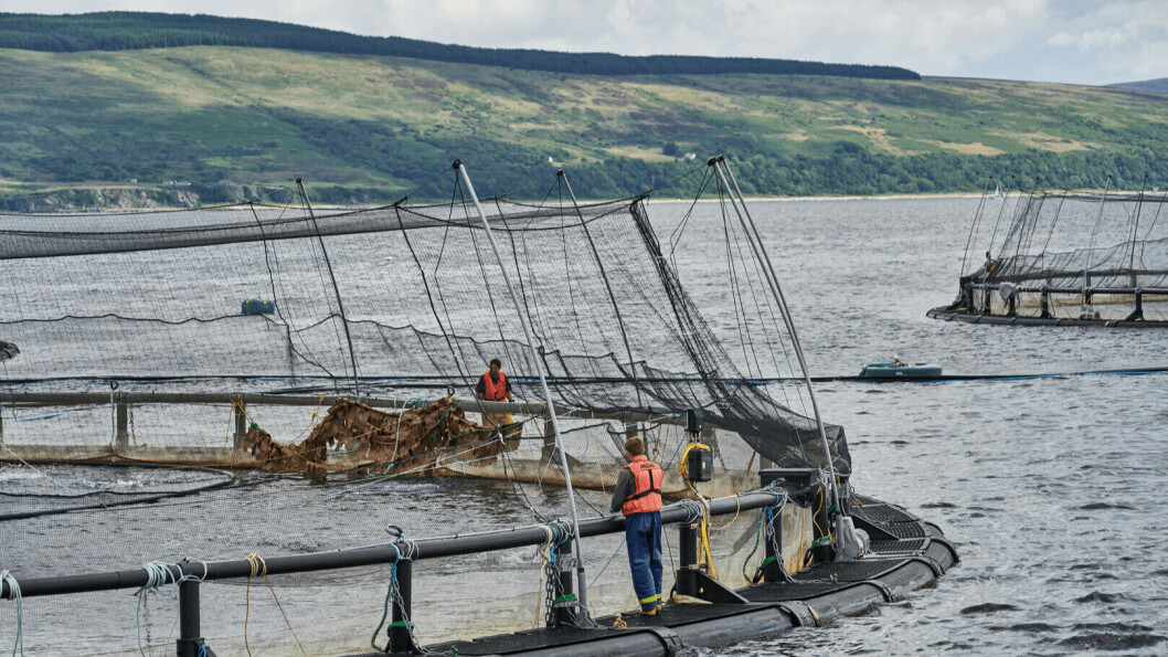 A Mowi Scotland salmon farm. The company has blamed poor performance of some fish on externally sourced eggs. Photo: Mowi.