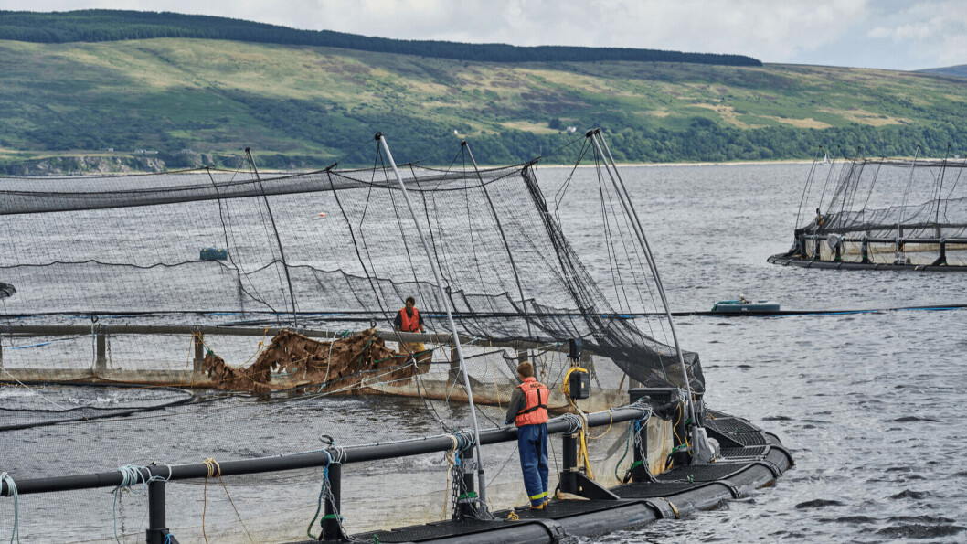 A Mowi Scotland salmon farm. The company has blamed poor performance of some fish on externally sourced eggs. Photo: Mowi. A Mowi Scotland salmon farm. The company has blamed poor performance of some fish on externally sourced eggs. Photo: Mowi.