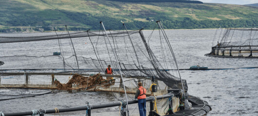 Scottish salmon production fell by 5.8% last year