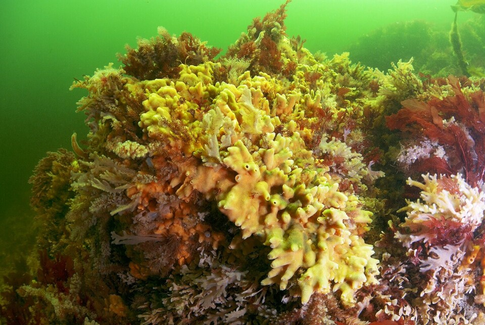ROV-collected data can used to detect protected habitats such as maerl beds, pictured. Photo: SAIC.