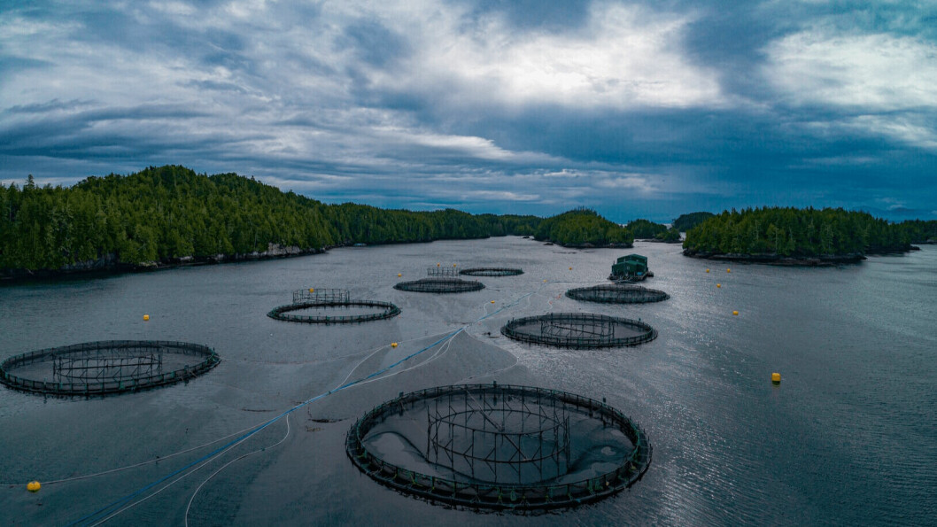 A Mowi salmon farm in British Columbia. The DFO's decision to phase out sites in the Discovery Islands means Mowi Canada West will lose a third of its permitted biomass by June 2022. Photo: Mowi / Tremain Media.