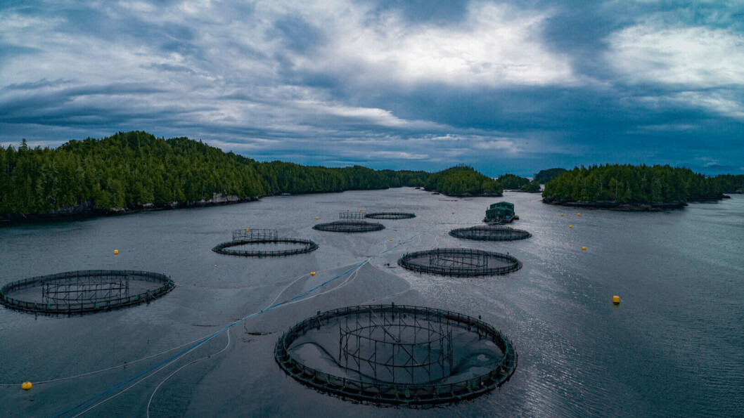 A Mowi salmon farm in British Columbia. The DFO's decision to phase out sites in the Discovery Islands means Mowi Canada West will lose a third of its permitted biomass by June 2022. Photo: Mowi / Tremain Media. A Mowi salmon farm in British Columbia. The DFO's decision to phase out sites in the Discovery Islands means Mowi Canada West will lose a third of its permitted biomass by June 2022. Photo: Mowi / Tremain Media.