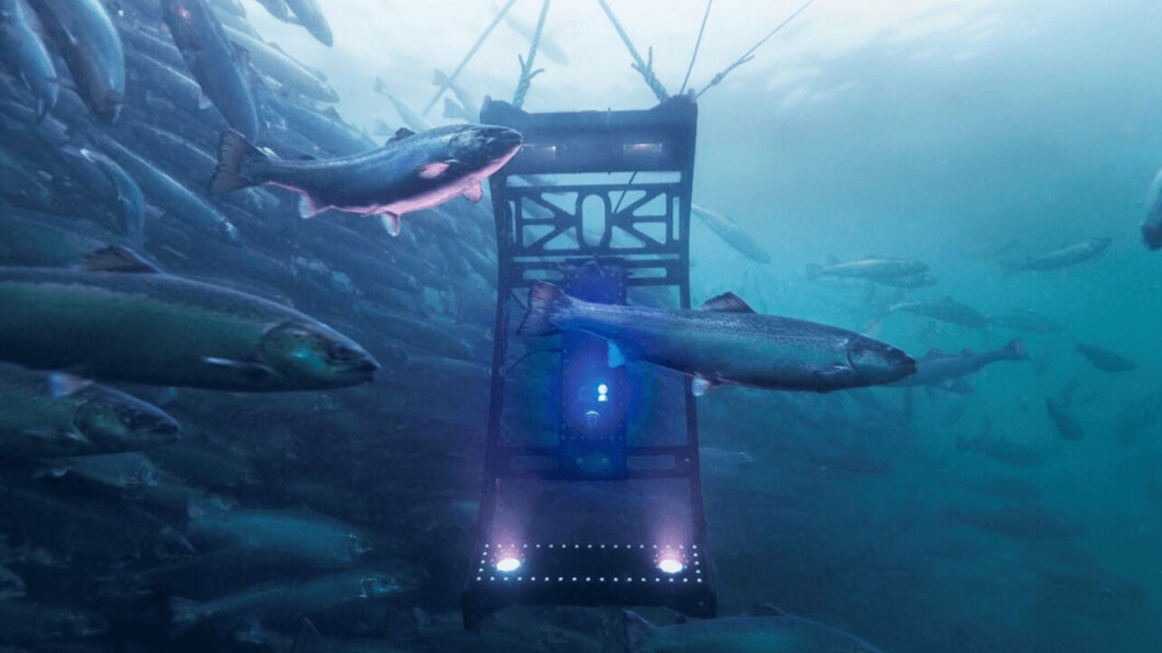 An MSD Falcon lice counter in a salmon cage. Photo: MSD. An MSD Falcon lice counter in a salmon cage. Photo: MSD.