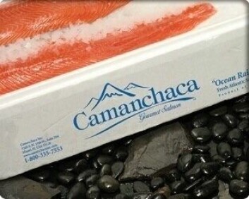 Camanchaca's net profit increased by 17%. Photo: Camanchaca