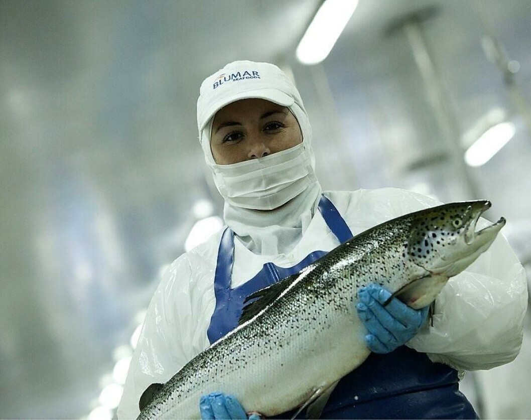 Blumar's earnings were a third higher than in 2016. Photo: SalmonExpert Blumar's earnings were a third higher than in 2016. Photo: SalmonExpert