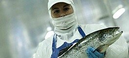 Profits rise for Chilean salmon farmers