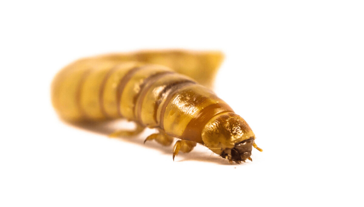 Low Insect Project targets low energy insect production for feed