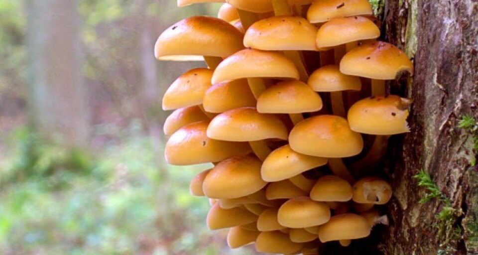 Reference image of Flammulina velutipes. Image: Wikimedia Commons.