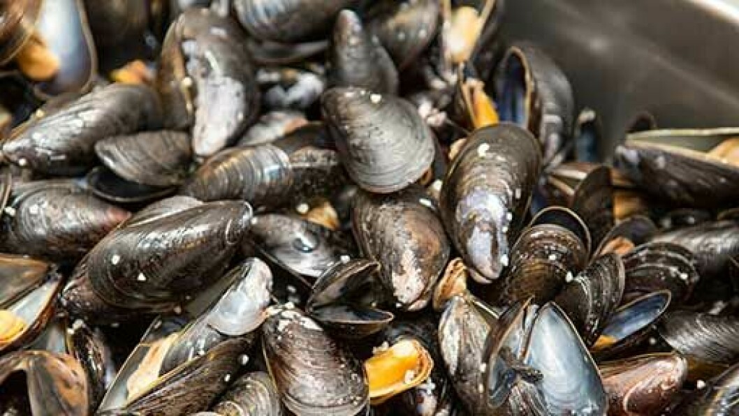 Fresh mussels from Nova Scotia. Picture: Department of Fisheries and Oceans Nova Scotia