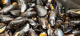 Mussels delivering early warning of algal blooms