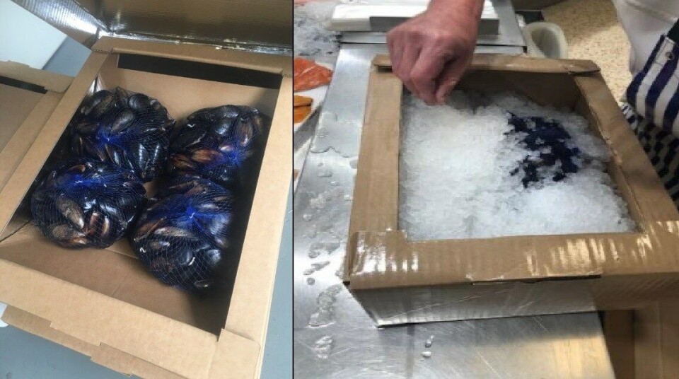 The Chiller Pack enables excess water to drain away, leaving only fresh ice within the fresh food package. Photos: Scottish Shellfish.