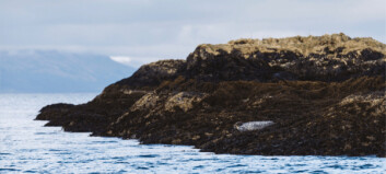 Protective nets reduce Scottish Sea Farms seal cull