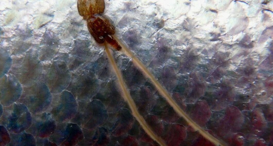 A louse with egg strings attached to a salmon. UVC light can destroy the viability of eggs that re-enter the environment. A louse with egg strings attached to a salmon. UVC light can destroy the viability of eggs that re-enter the environment.