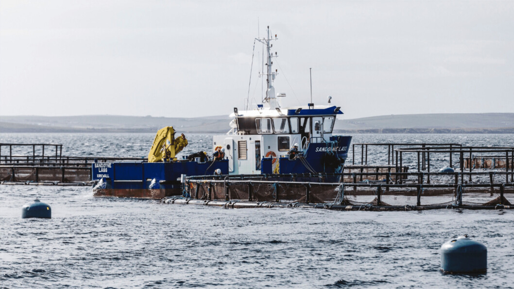 An SSF farm at Westerbister, Orkney. The company now has the green light for a new farm at Hunda, Scapa Flow. Photo: SSF. An SSF farm at Westerbister, Orkney. The company now has the green light for a new farm at Hunda, Scapa Flow. Photo: SSF.