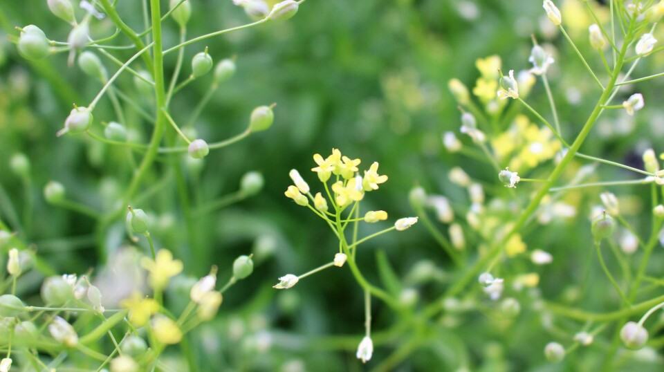 BioMar partners to commercialise omega-3 camelina