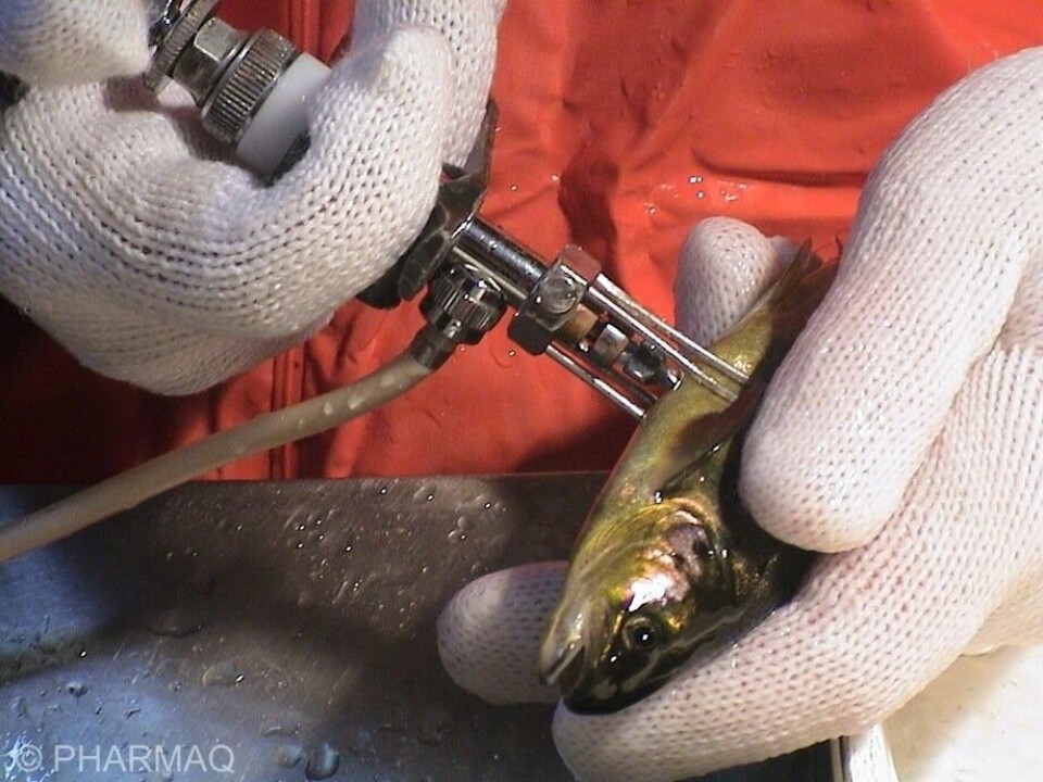 Fish were given a vaccine made from an inactivated form of PRV. Photo: Pharmaq reference image