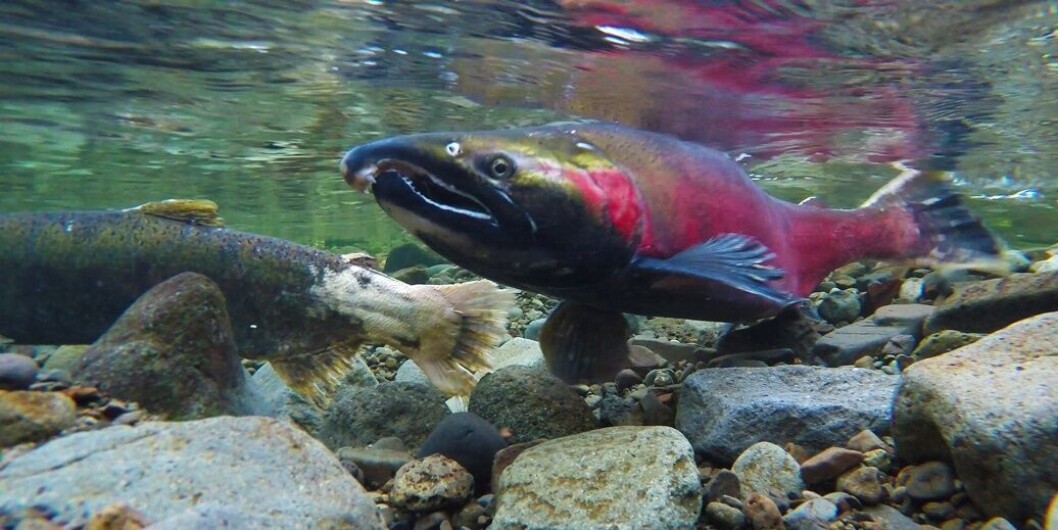 Wild sockeye salmon swimming in Canadian waters. Image DFO/Canada Wild sockeye salmon swimming in Canadian waters. Image DFO/Canada