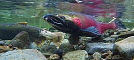 PRV is not the only cause of death in Pacific salmon