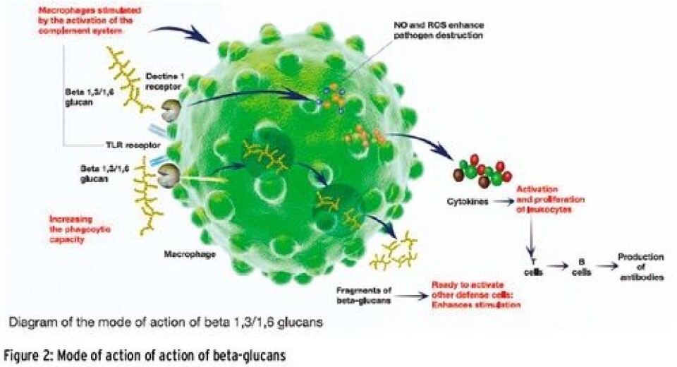 Purified beta glucans as a preventative tool in modern aquaculture
