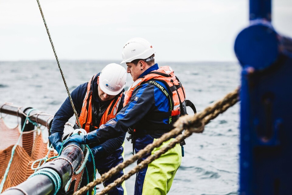 Scottish Sea Farms earned less than in Q3 2017 but harvested fish had a favourable average weight. Photo: SSF