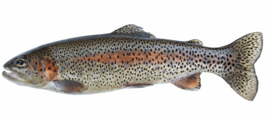 NGOs challenge Cooke trout farming plans