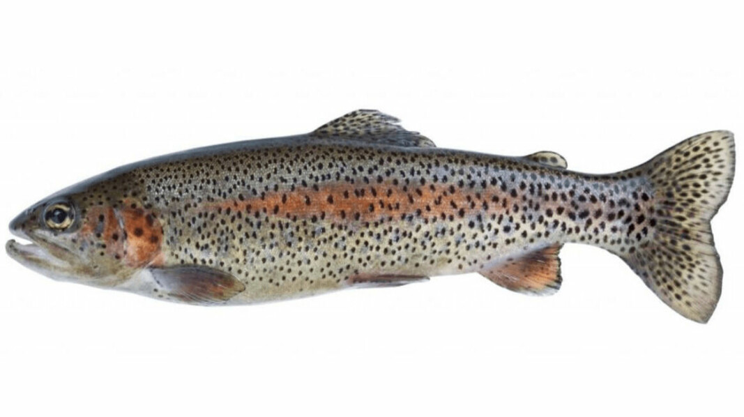 Cooke has been farming all-female, sterile rainbow trout in Puget Sound.