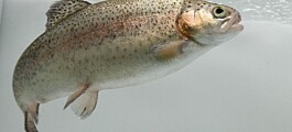 Rainbow trout can be sold as salmon, says China