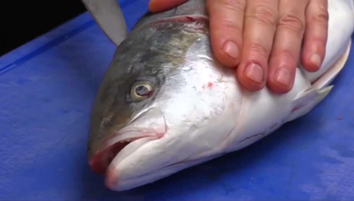RAS-grown kingfish on sale in UK stores