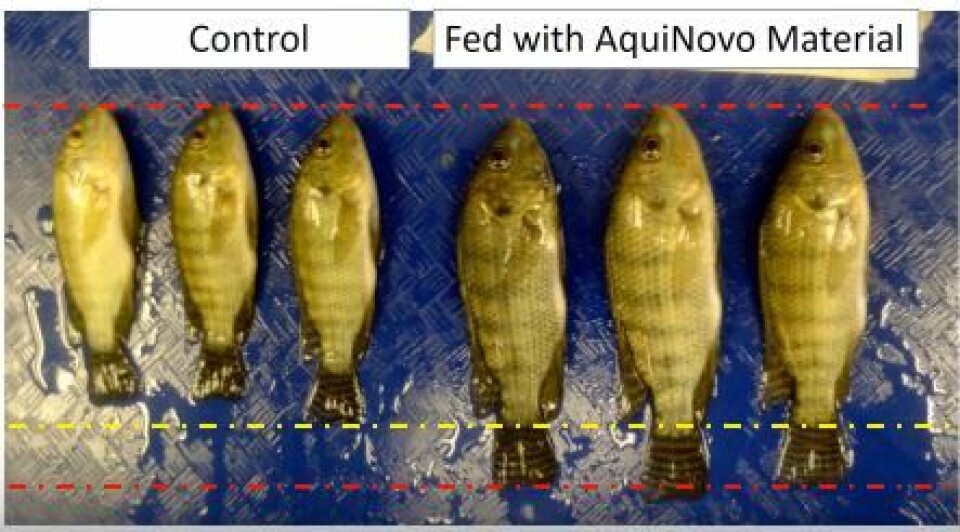 A comparison of tilapia grown with and without AquiNovo's feed additive. Photo: AquiNovo