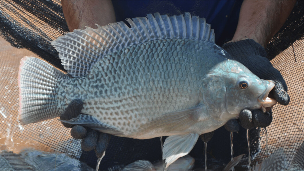 A tilapia brood fish. AquaAmerica breeding and genetics will join a portfolio of tilapia brands managed by GenoMar. Photo: GenoMar. A tilapia brood fish. AquaAmerica breeding and genetics will join a portfolio of tilapia brands managed by GenoMar. Photo: GenoMar.