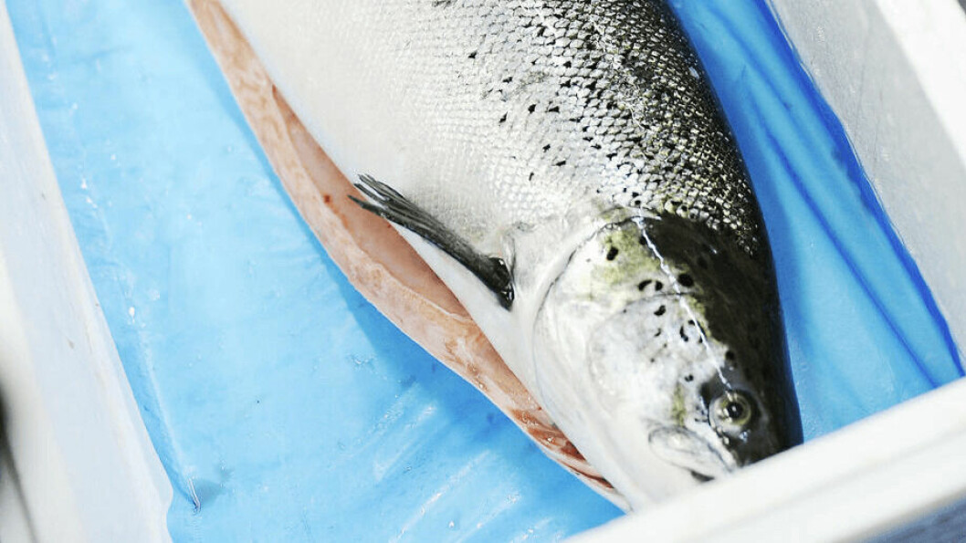 Norwegian salmon exports increased by 14% year-on-year in October as a result of larger harvests and a weak krone. Photo: Norwegian Seafood Council.