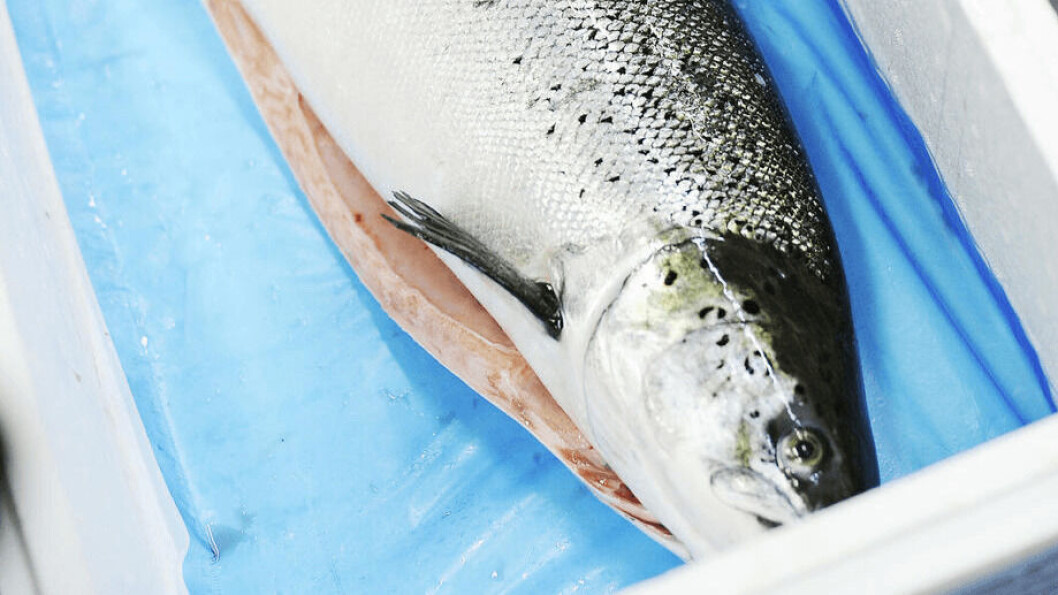 Norwegian salmon exports increased by 14% year-on-year in October as a result of larger harvests and a weak krone. Photo: Norwegian Seafood Council. Norwegian salmon exports increased by 14% year-on-year in October as a result of larger harvests and a weak krone. Photo: Norwegian Seafood Council.