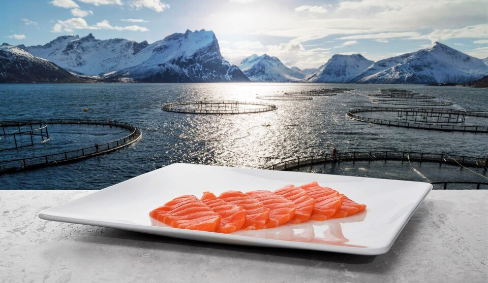 Researchers sampled 888 farmed fish, primarily salmon, last year.