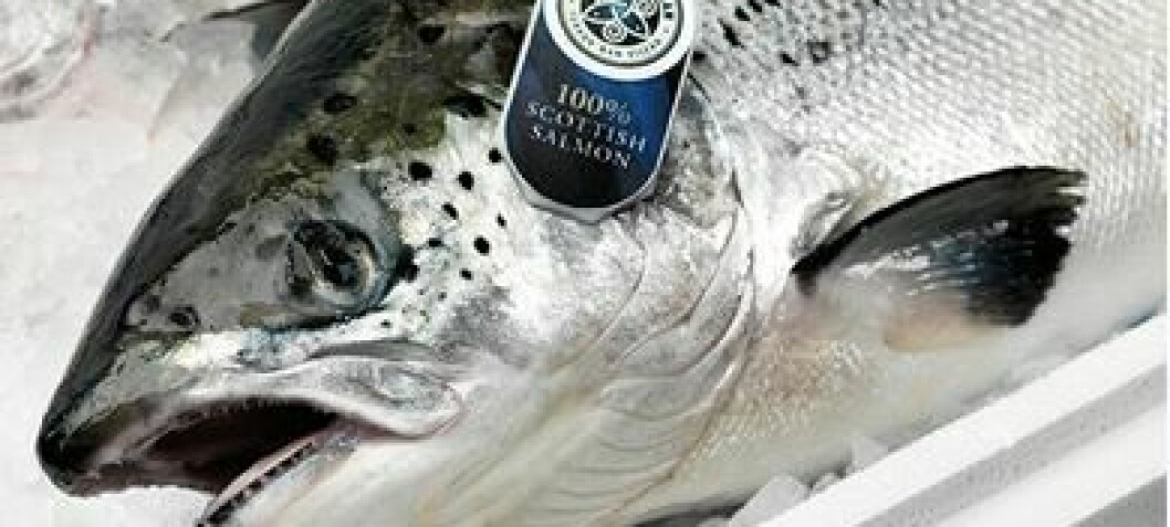 Record £72m income for Scottish Salmon Company