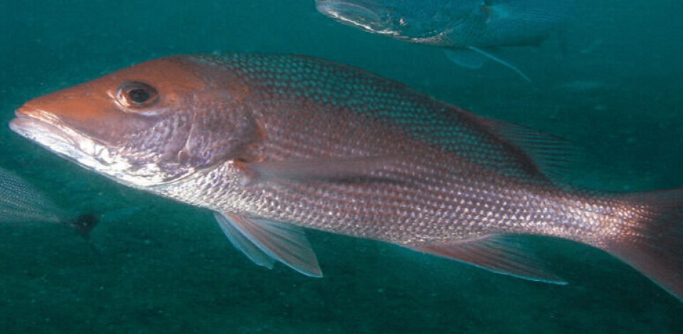 Toxic algae heads north